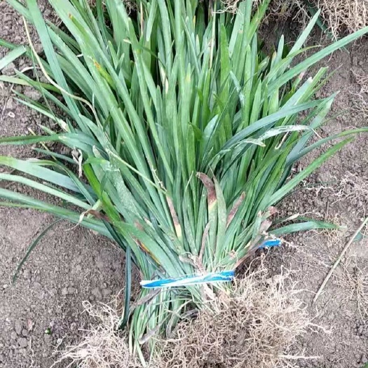 襄樊兰花三七 基地直销 耐荫耐寒 工程用苗庭院绿化量大从优