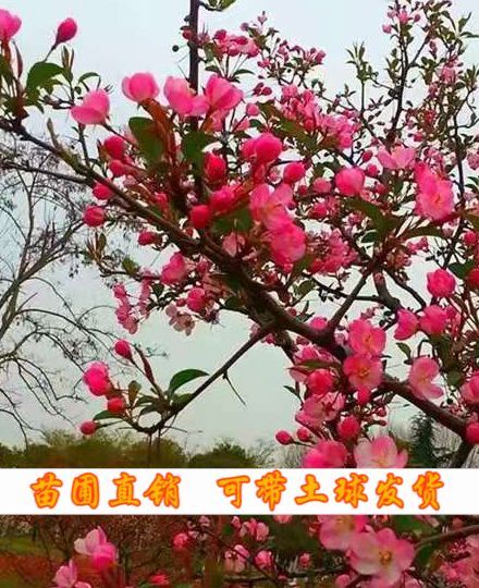 北美海棠 1-8公分树苗 可带土球发货！