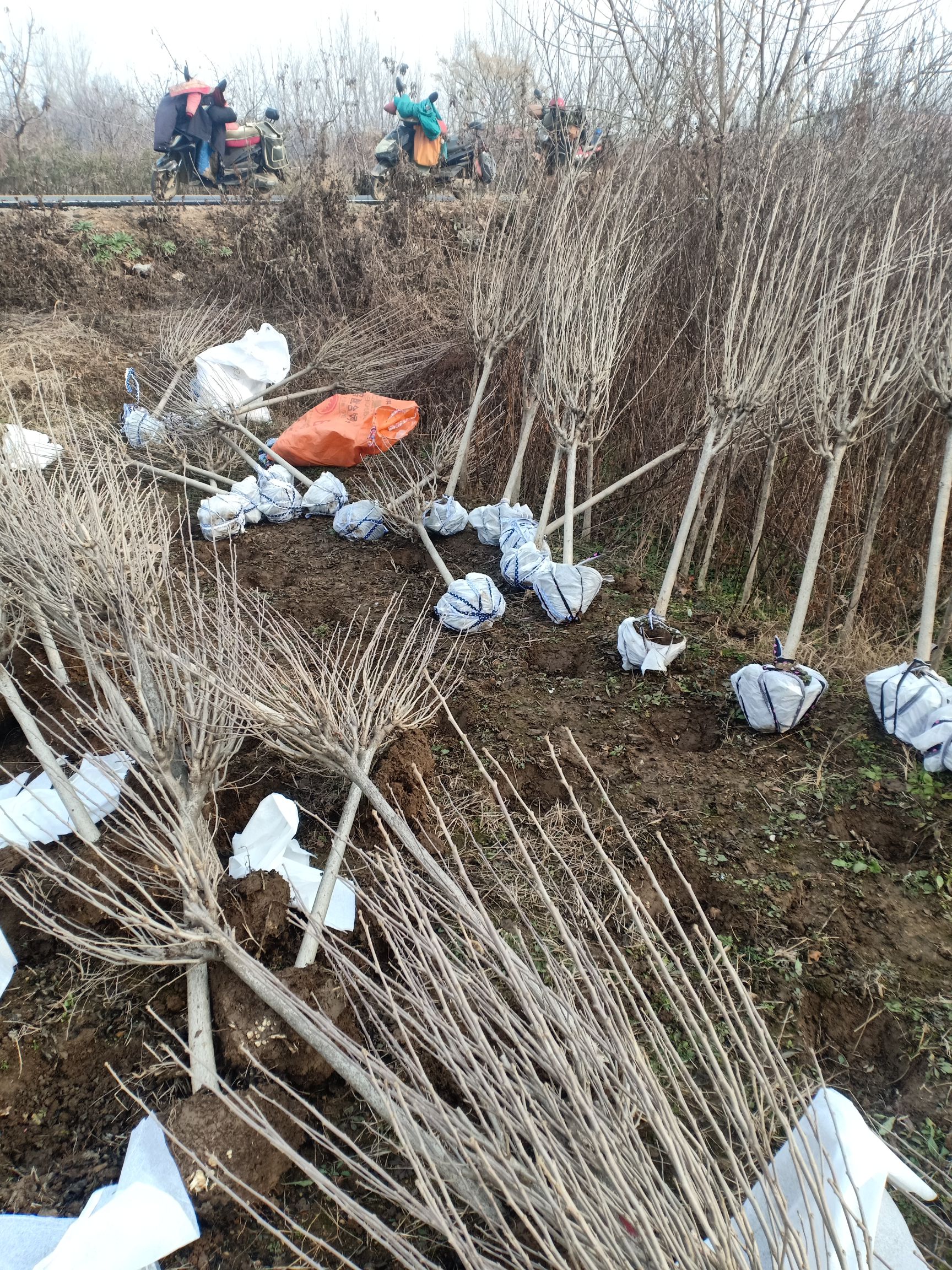 红花木槿  木槿，大红花，粉花。，基地直销，绿化工程专用