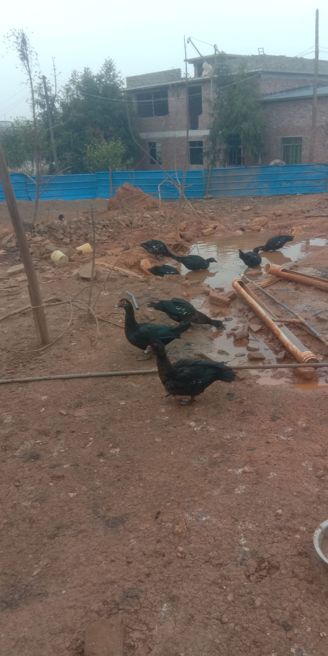  200天玉土公黑番鸭出售