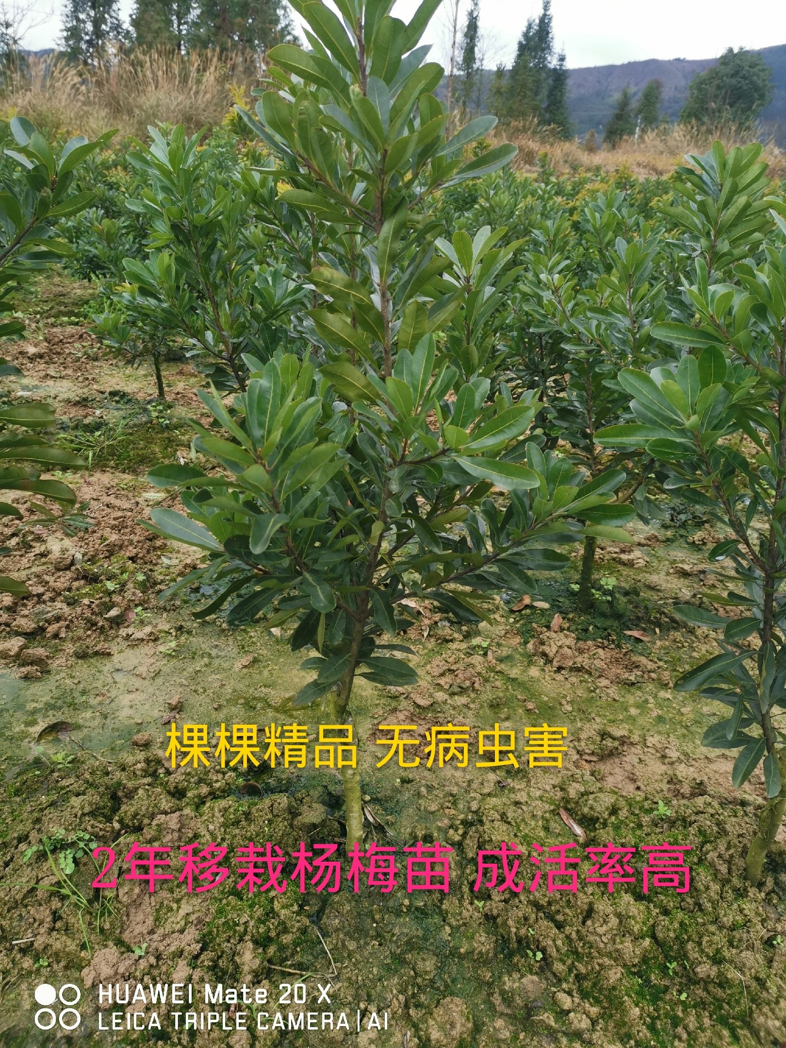 荸荠杨梅种苗  2--5公分科技杨梅 保湿发货 合作社直供 终生技术服务