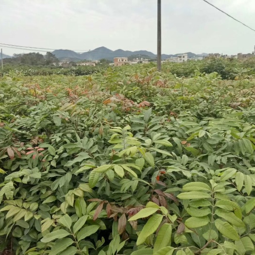 容县龙眼苗 龙眼实生苗，嫁接苗都有出售