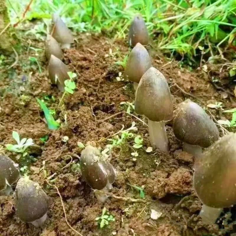 鸡枞菌菌种  云南大山枞菌种。四季可种试种成功。下单种植技术