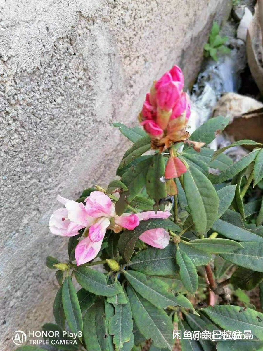 粉鹤杜鹃  马樱花水红花安图发货