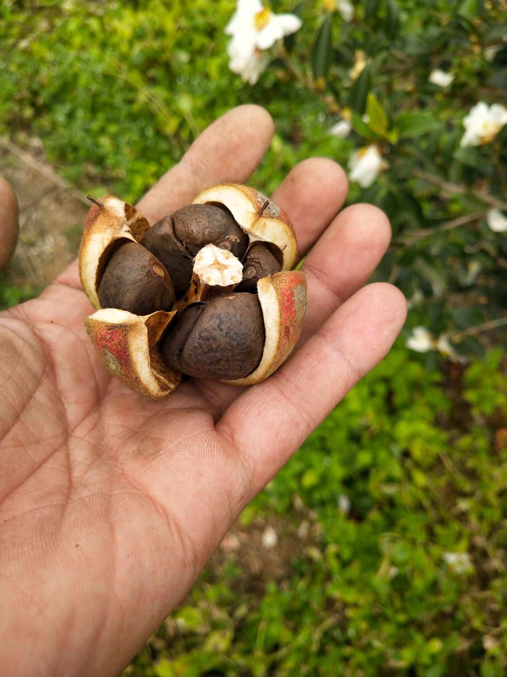 湘林210油茶苗图片