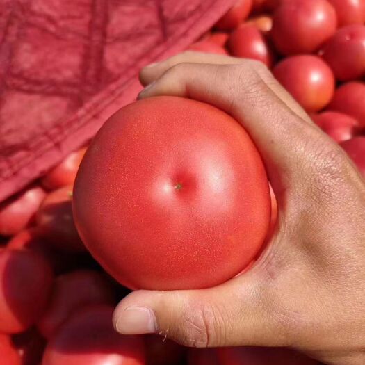邯郸硬粉西红柿  邯郸联邦市场，西红柿量大，硬粉