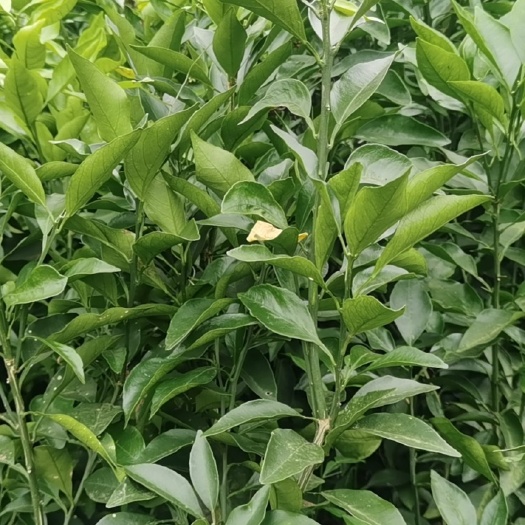 简阳市纽荷尔脐橙苗  柑橘苗