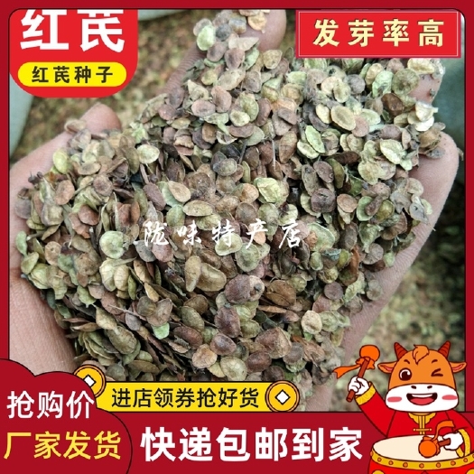 甘肃红芪种子500g克包邮发芽率高新种籽产地直供