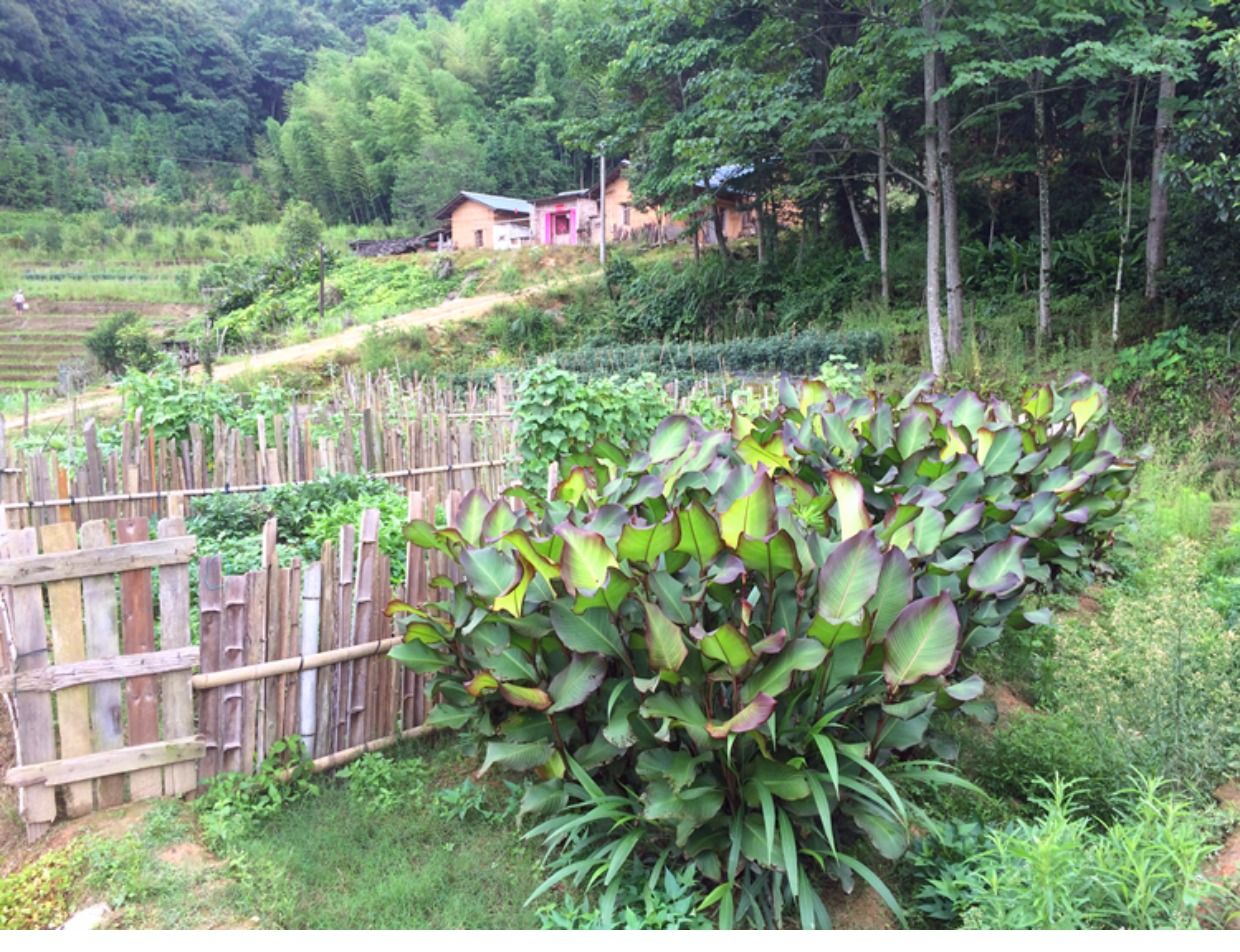 芭蕉芋淀粉  广东茂名信宜市特产农家自制正宗蕉芋粉天然无污染蕉芋粉