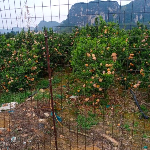 扶绥县茂谷柑 广西壮族自治区崇左市扶绥县 一级果 