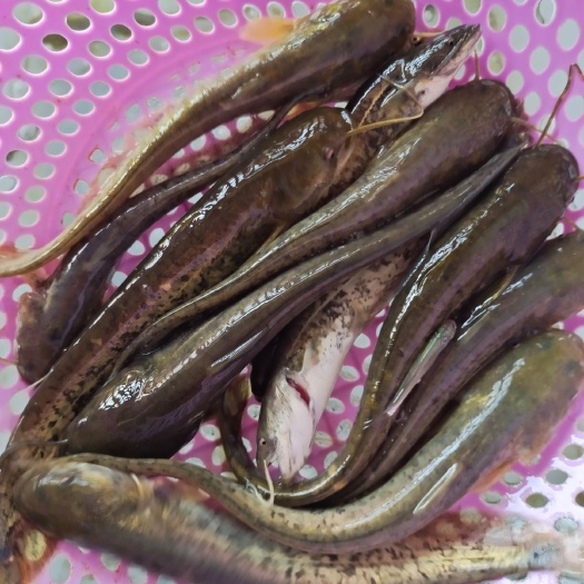 南宁大口鲶鱼苗  大口鲶鱼，场地直销