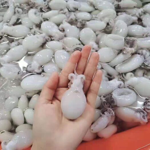 北海墨鱼仔  三去墨鱼，各个规格齐全