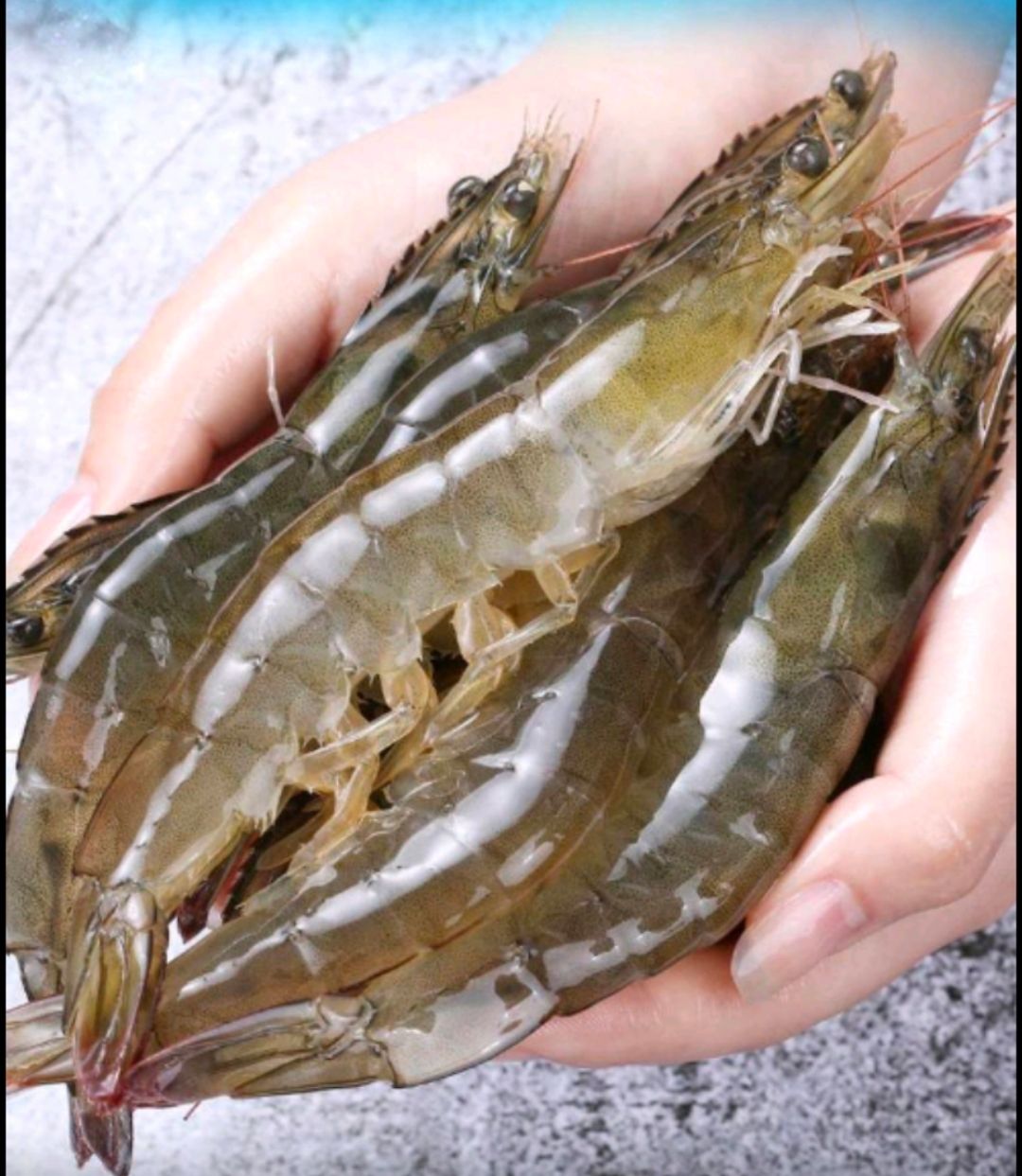 南美白对虾 东莞地区可以直接虾塘供应，鲜活运费，任何规格都有