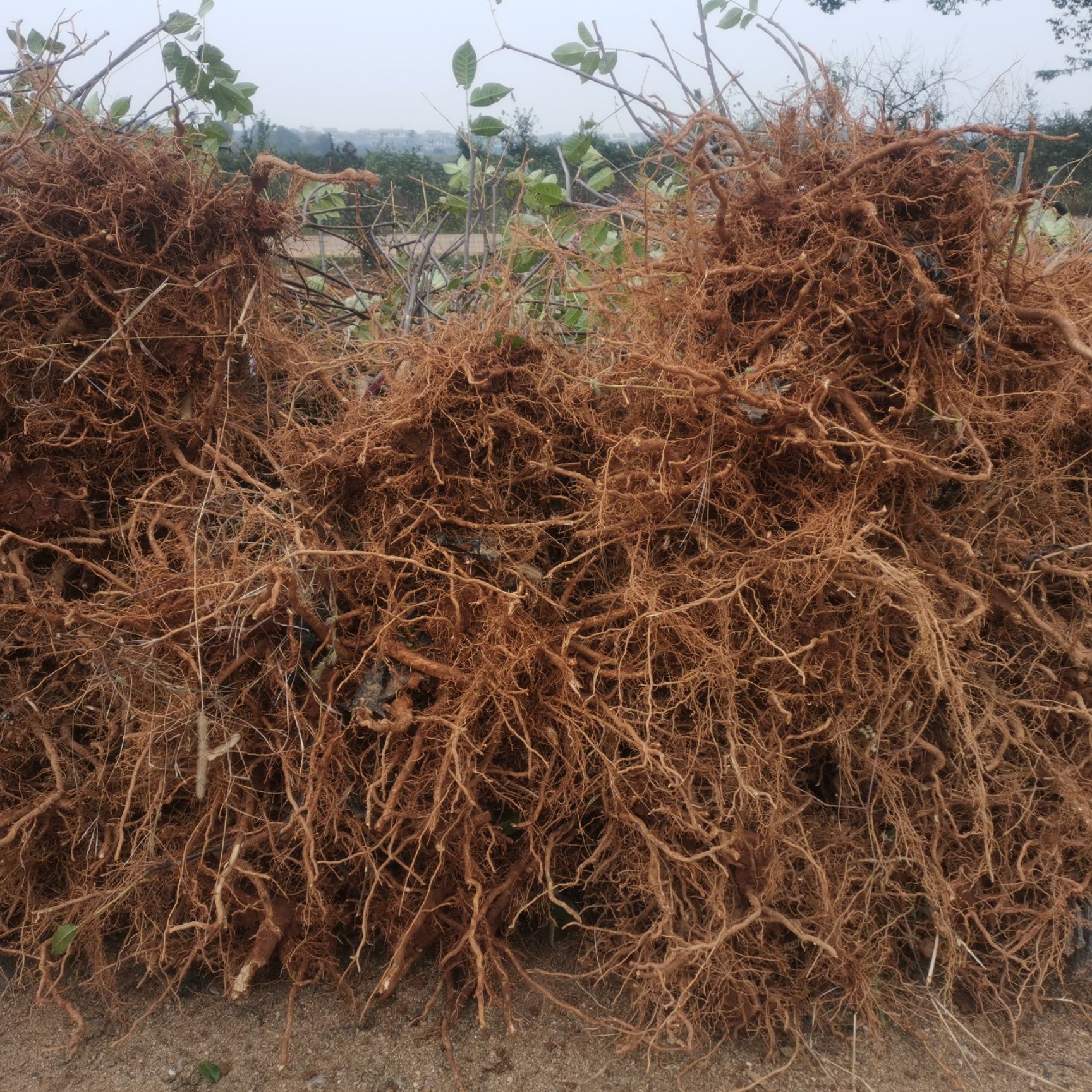 吴茱萸苗  江西中花吴茱萸茶辣臭辣子一捆100棵起拍包邮