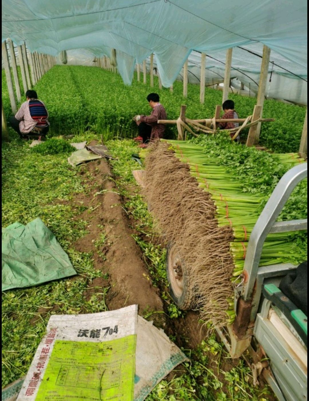 山东聊城万亩大棚山芹 小香芹 大量上市供应中，产地一手货源