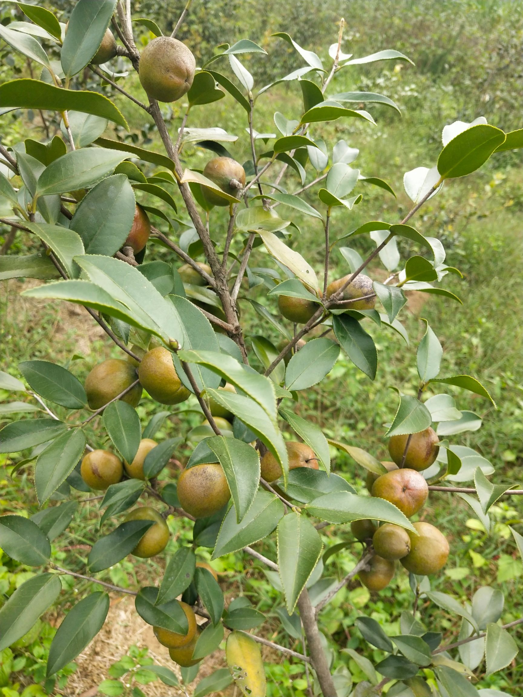 湘林210油茶苗图片