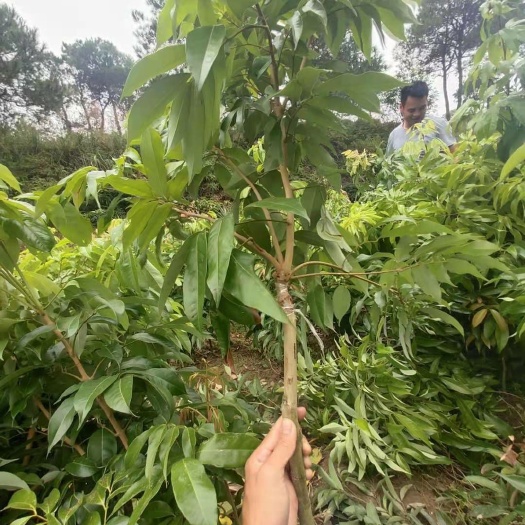 灵山县妃子笑荔枝苗 嫁接苗 容器苗 