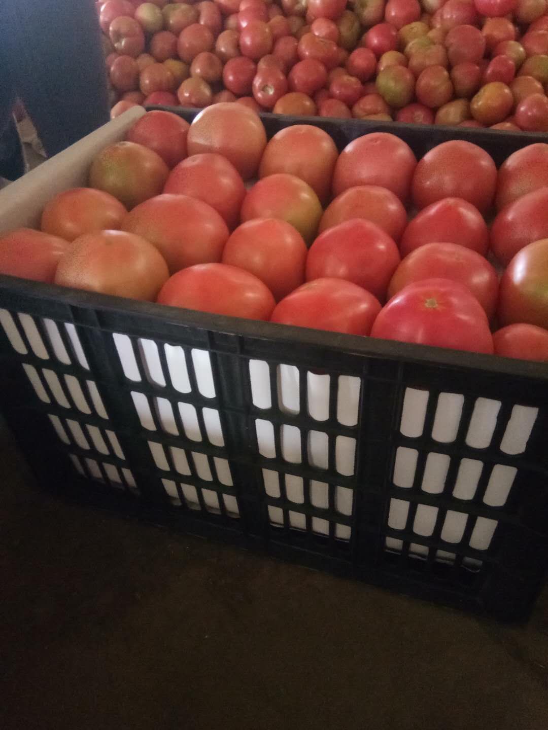 硬粉西红柿  邯郸联邦市场，西红柿量大，硬粉