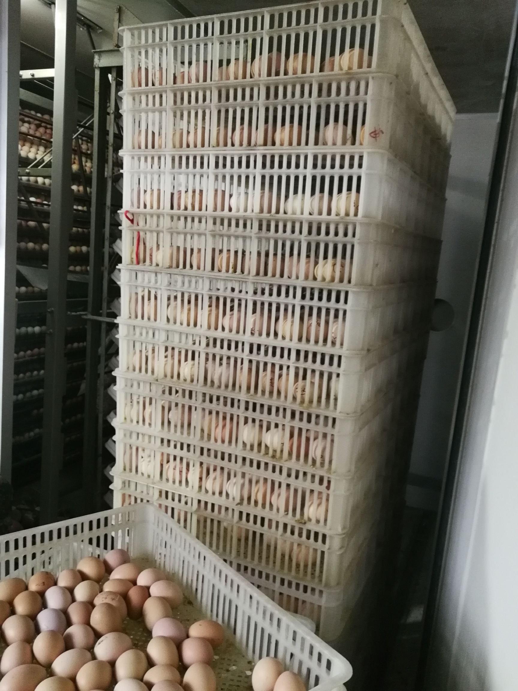 土鸡苗  纯种庄河大骨鸡  出壳鸡雏 育雏鸡雏 土鸡庄河大骨鸡
