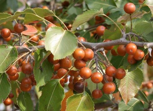 梨树种子  梨种子，安徽杜梨种子，棠梨子，保证质量，代发全国