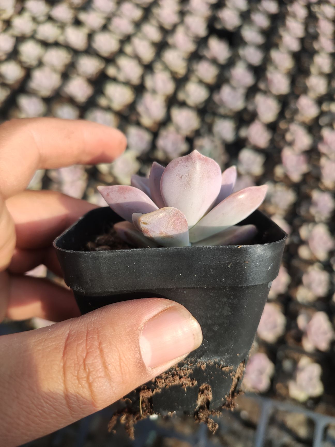 65盆紫乐，一件50个，自家基地，其他品种陆陆续续也会出货，