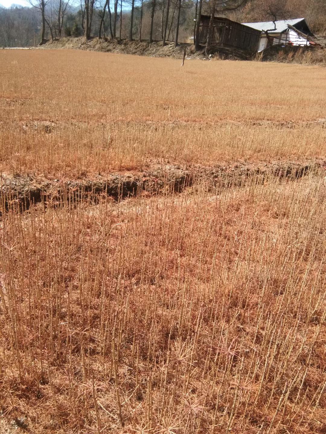 落叶松，1-2年生量大