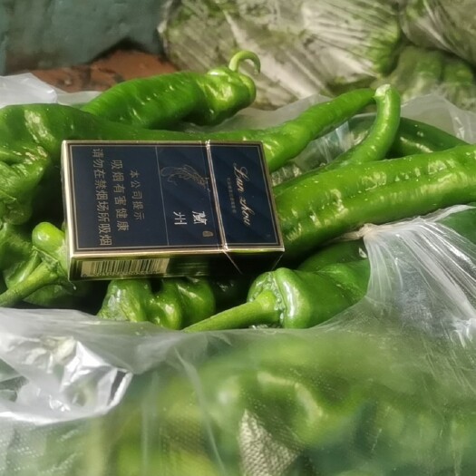 螺丝椒 甘肃精品龙椒   量大货足      价格实惠   基地直供
