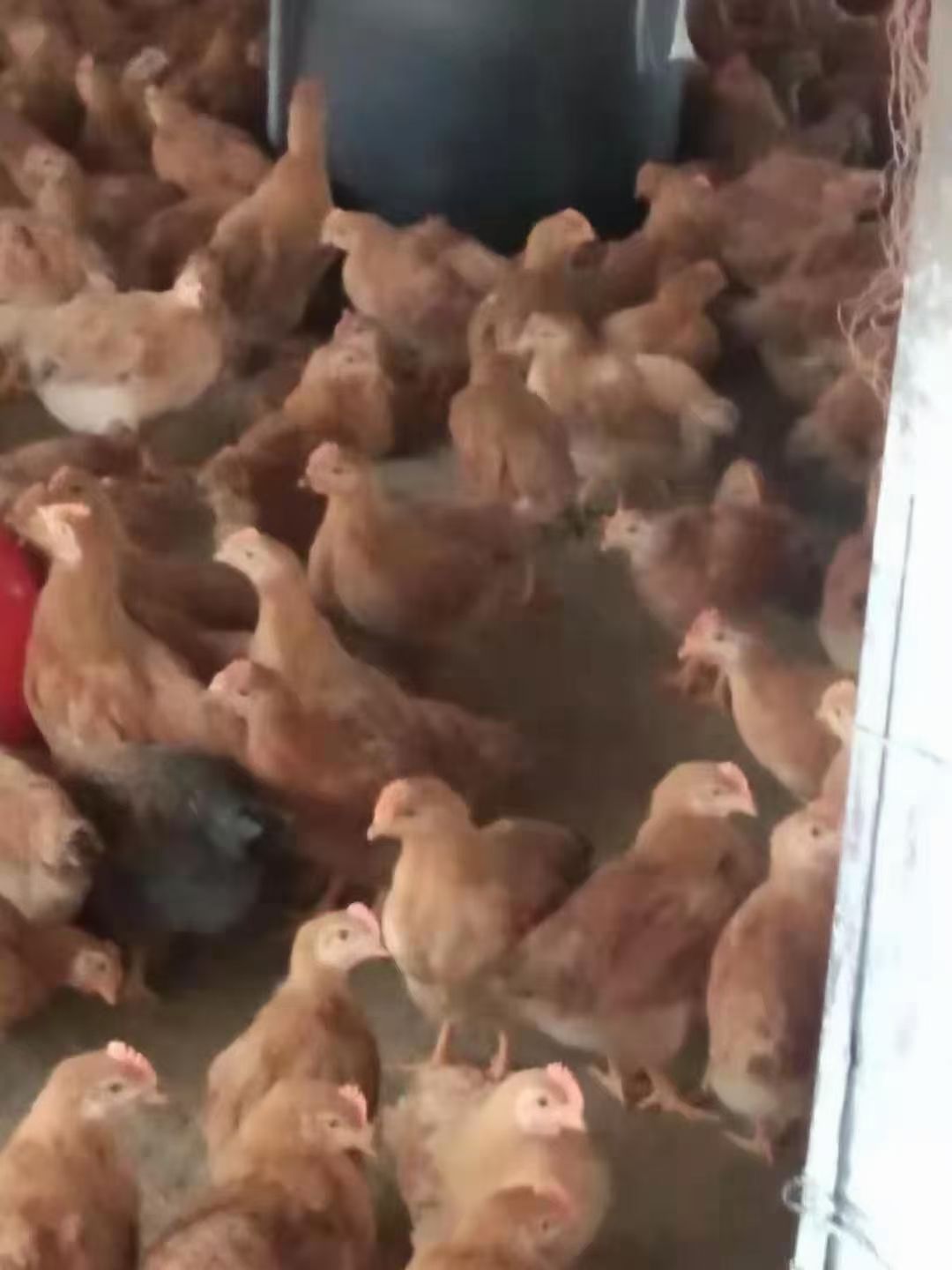 阉鸡 土俺斤23重