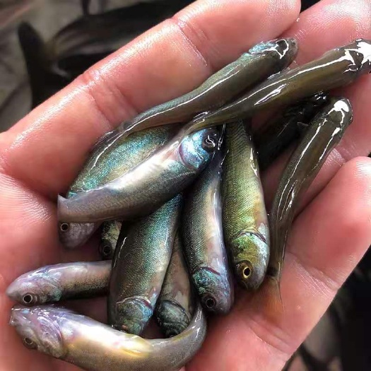 东莞市丁桂鱼苗丁岁苗淡水养殖食用高档鱼苗丁贵鱼苗渔场直发品质保证