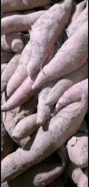  龙薯九，西瓜红（普薯32）烟薯25，纯沙土种植，支持各有包装