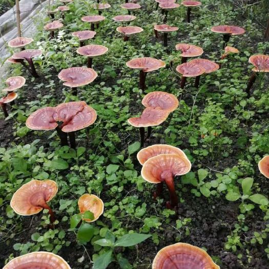 冠县灵芝赤灵芝灵芝片提高免疫产地直销500克