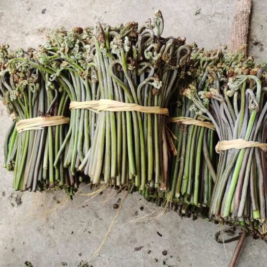 福泉市新鲜上市蕨菜大量出售