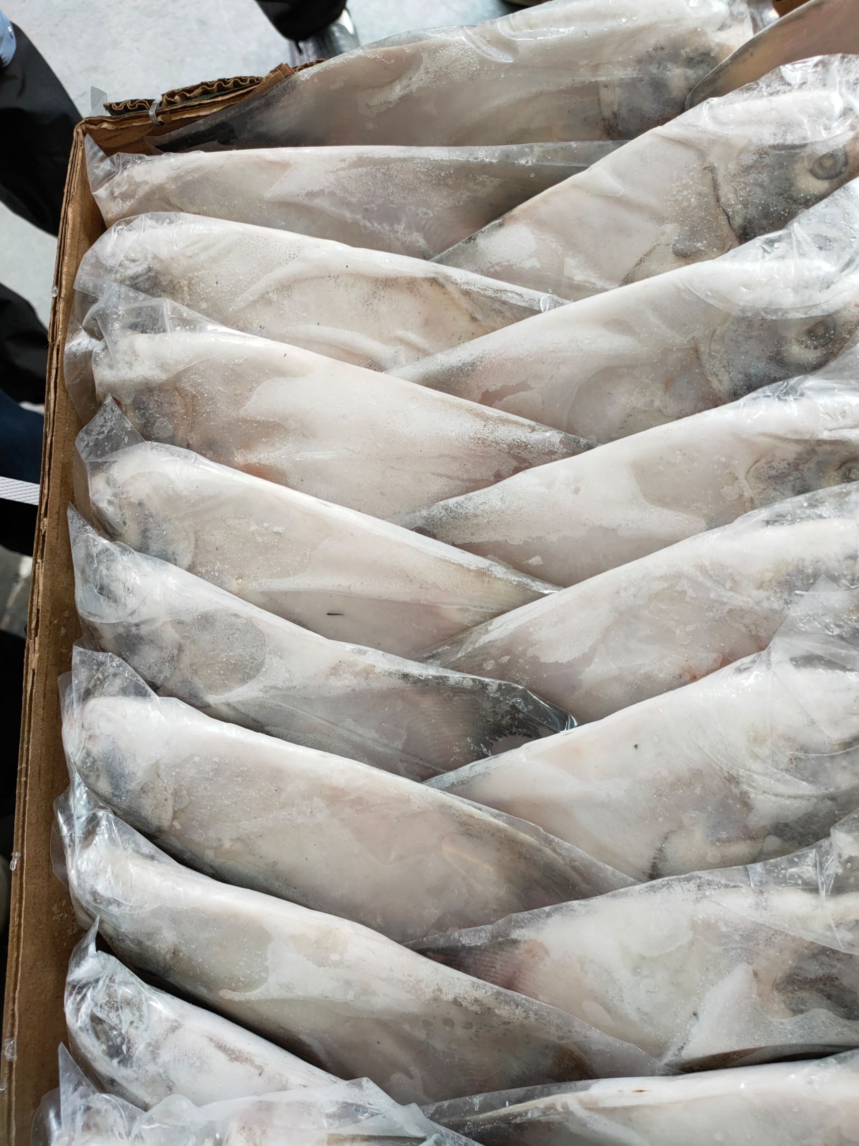 银鲳鱼  白鲳批发鲳鱼批发一手货源