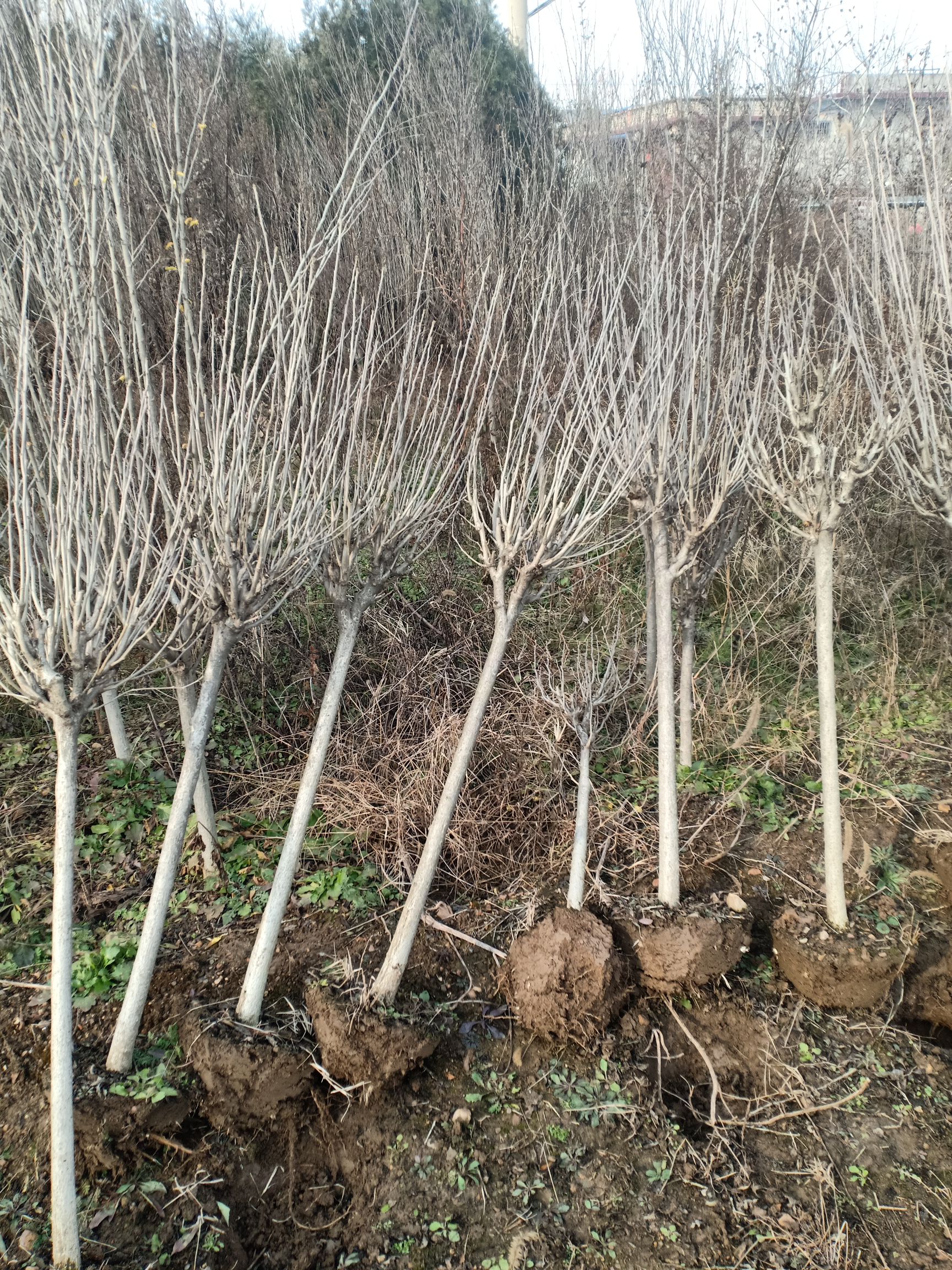 红花木槿  木槿，大红花，粉花。，基地直销，绿化工程专用
