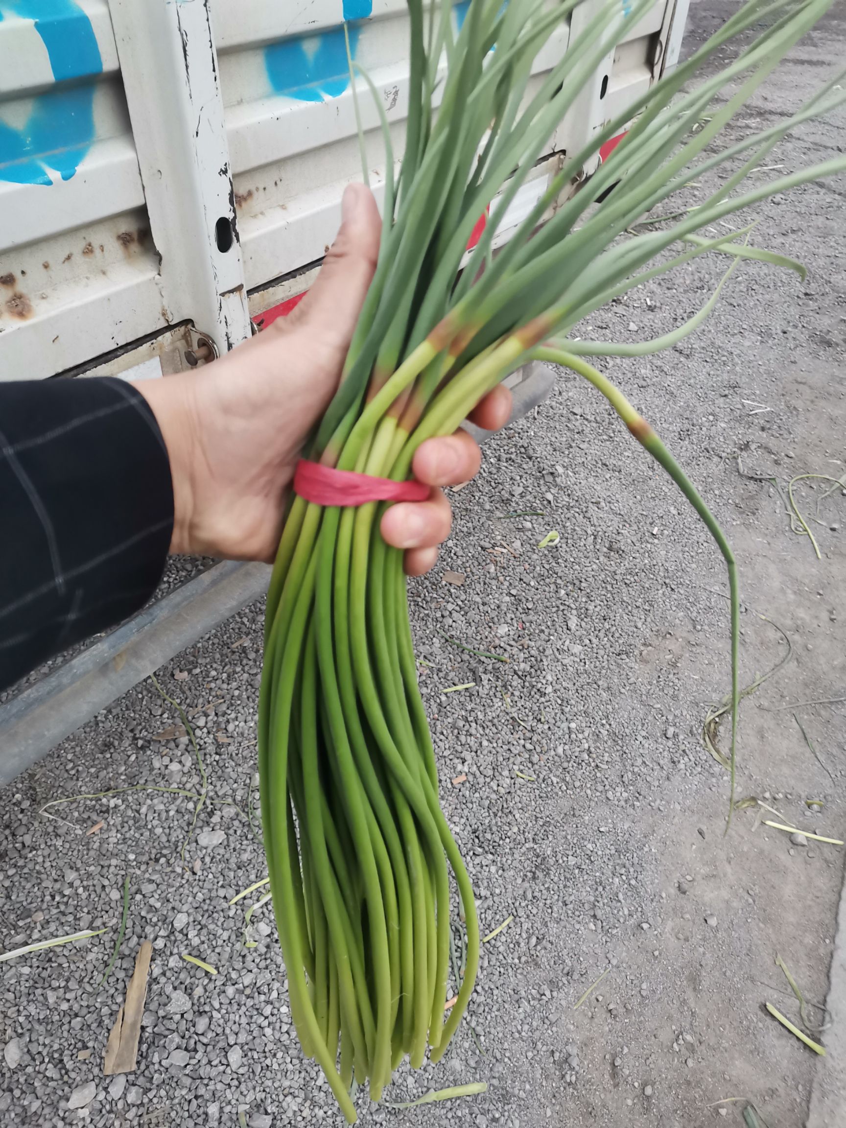 红帽蒜苔  蒜薹专业储存，冷库出租！专业专注代发全国市场！深加工蒜苔