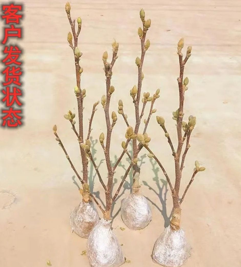 紫玉蘭  嫁接玉蘭樹苗矮化盆栽盆景帶花苞發(fā)貨花色齊全歡迎訂購(gòu)