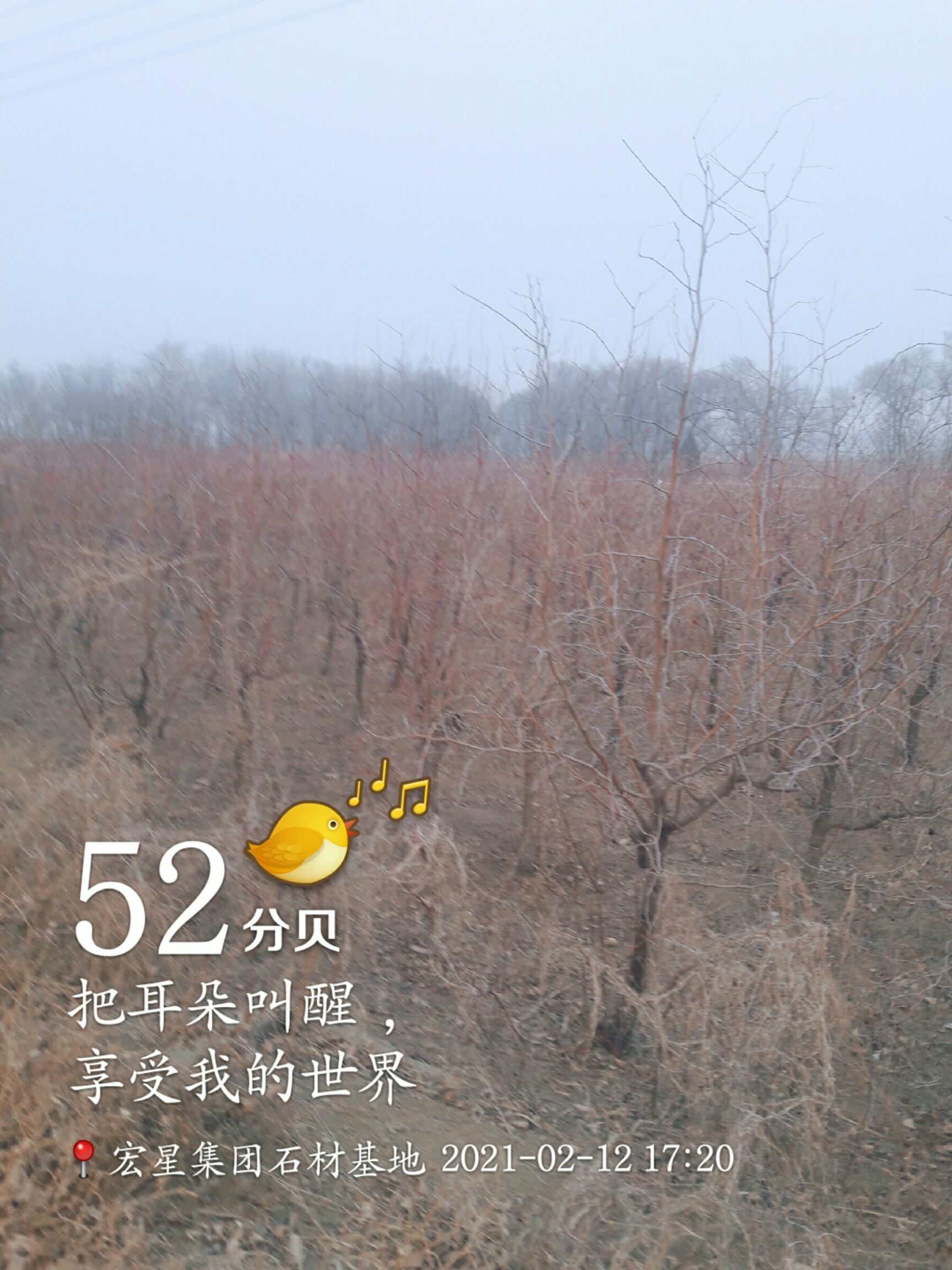 酸枣砧木  8年生枣树