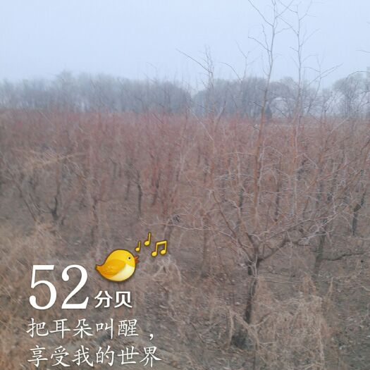 天津酸枣砧木  8年生枣树