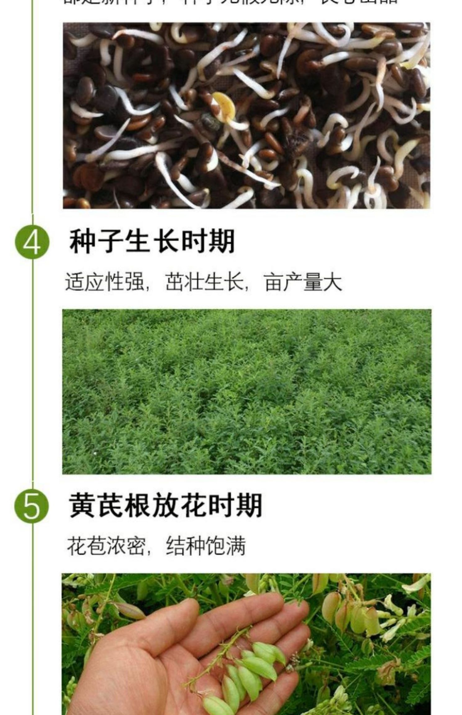 黄芪种子纯新铁杆黄芪籽棉秆黄芪子干净包发芽率500g克包邮