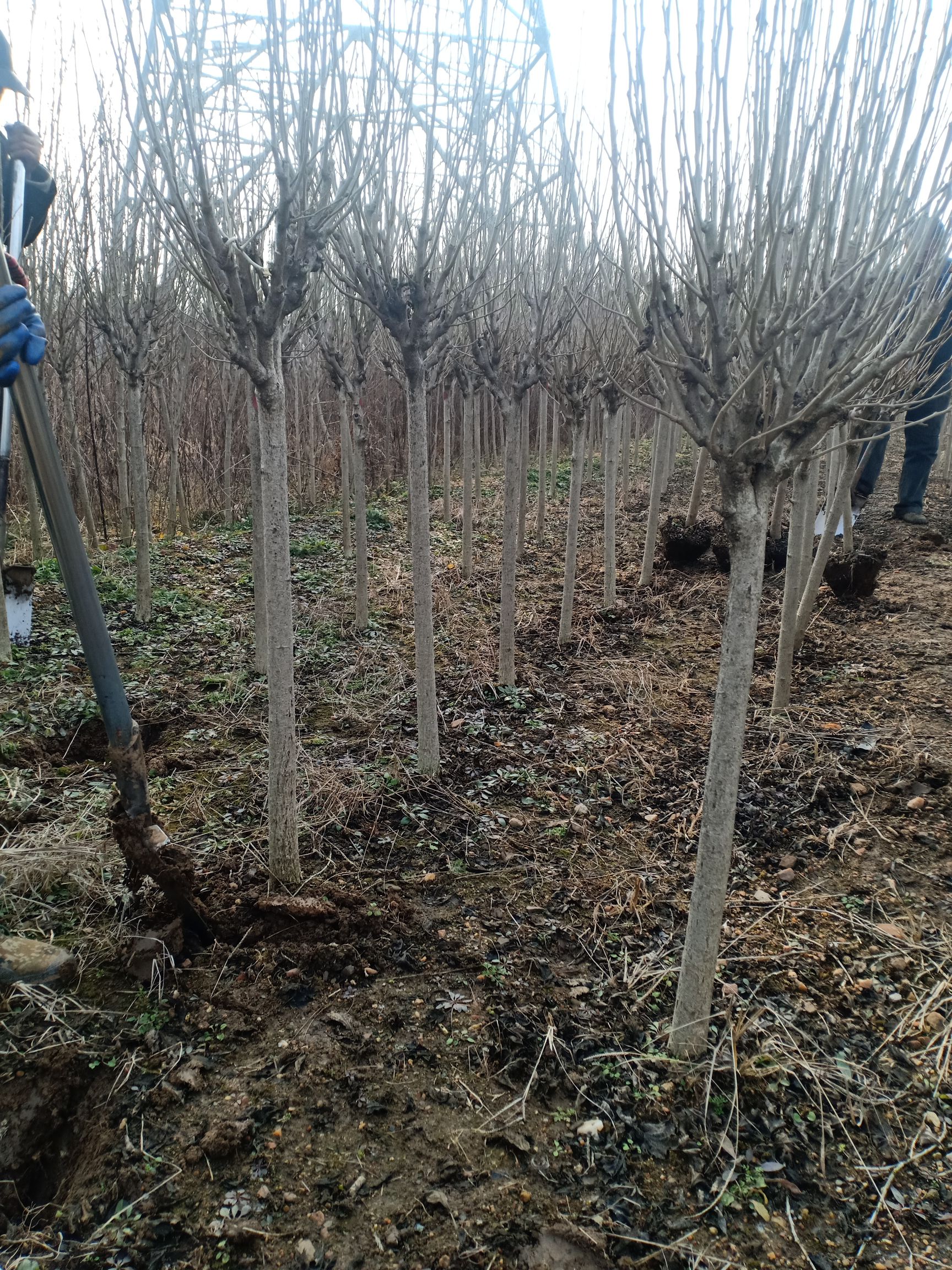 红花木槿  木槿，大红花，粉花。，基地直销，绿化工程专用