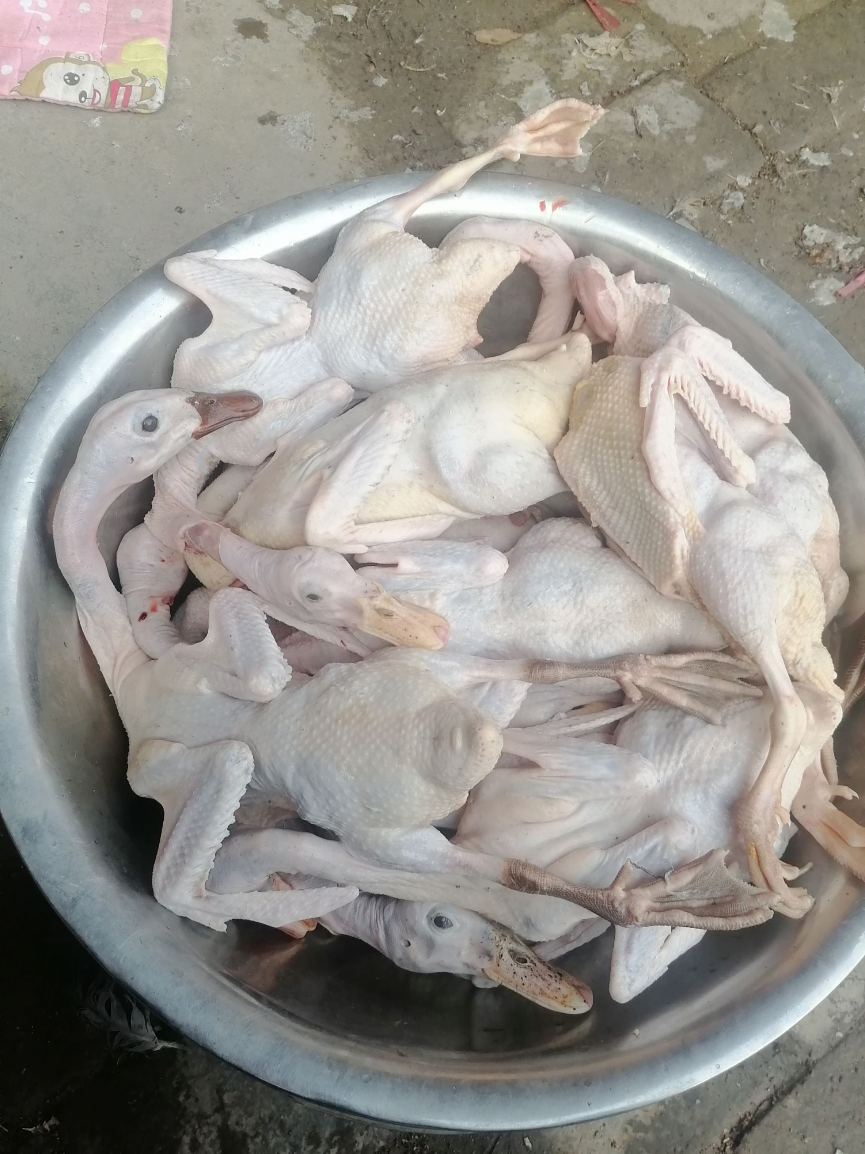 鸭肉类  散养黄油老麻鸭，淘汰蛋鸭，宰杀好半净1.7-3斤。