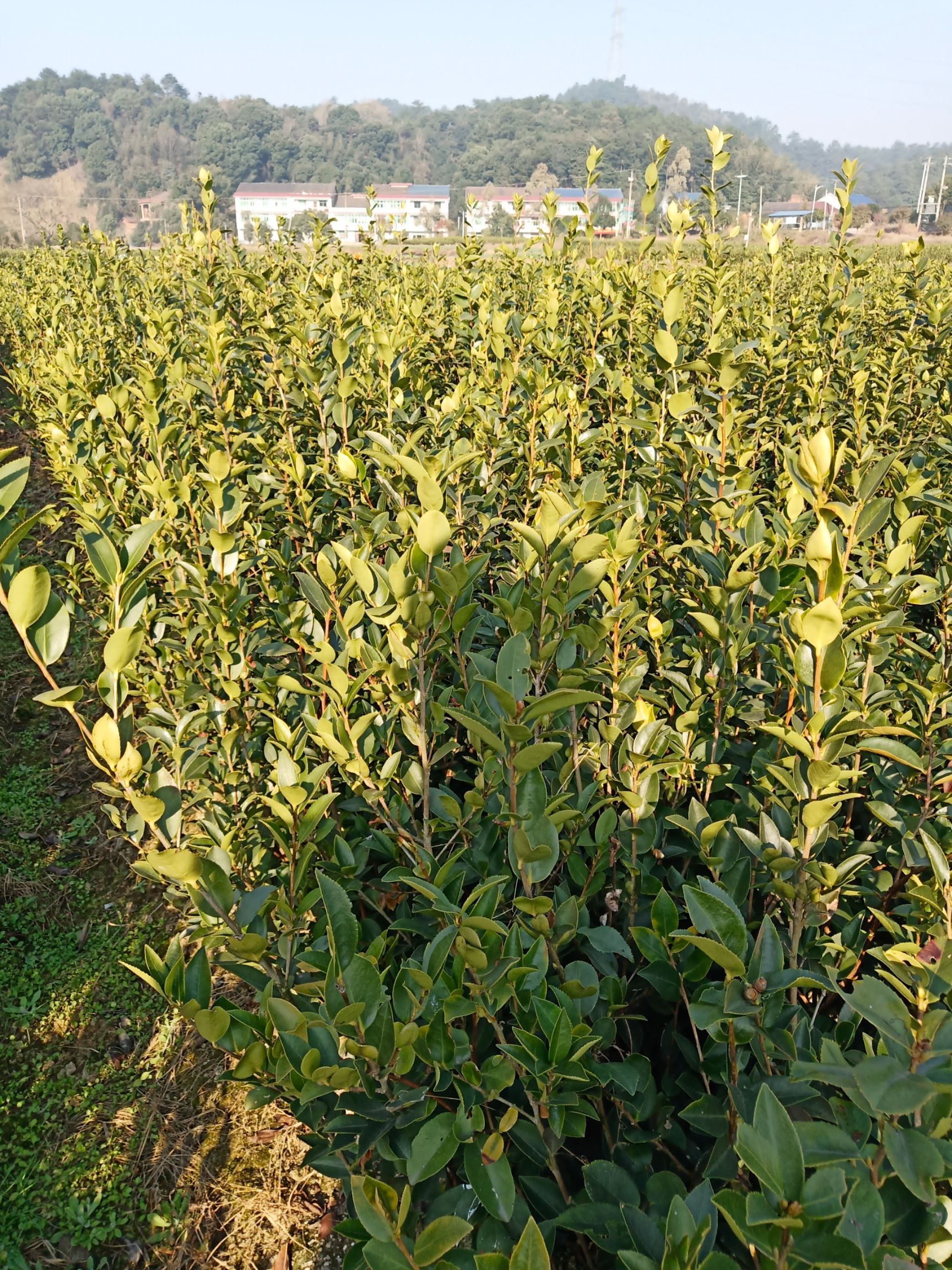 攸县油茶树苗  供应优质油茶苗
