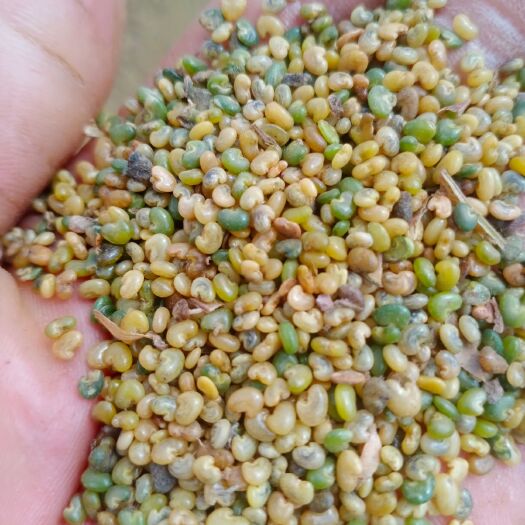 昆明扁豆种子  猪屎豆
