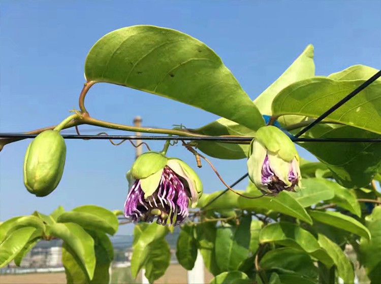 金蜜百香果苗1个2斤重爬藤带土满天星黄金百香果苗香蕉百香
