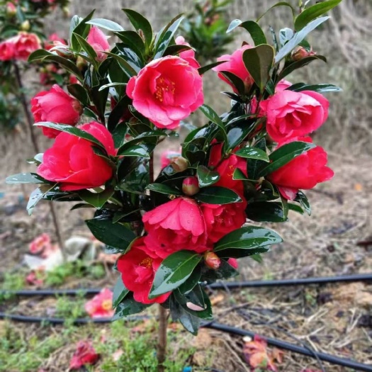 宜良县山茶花 茶花，低价处理
