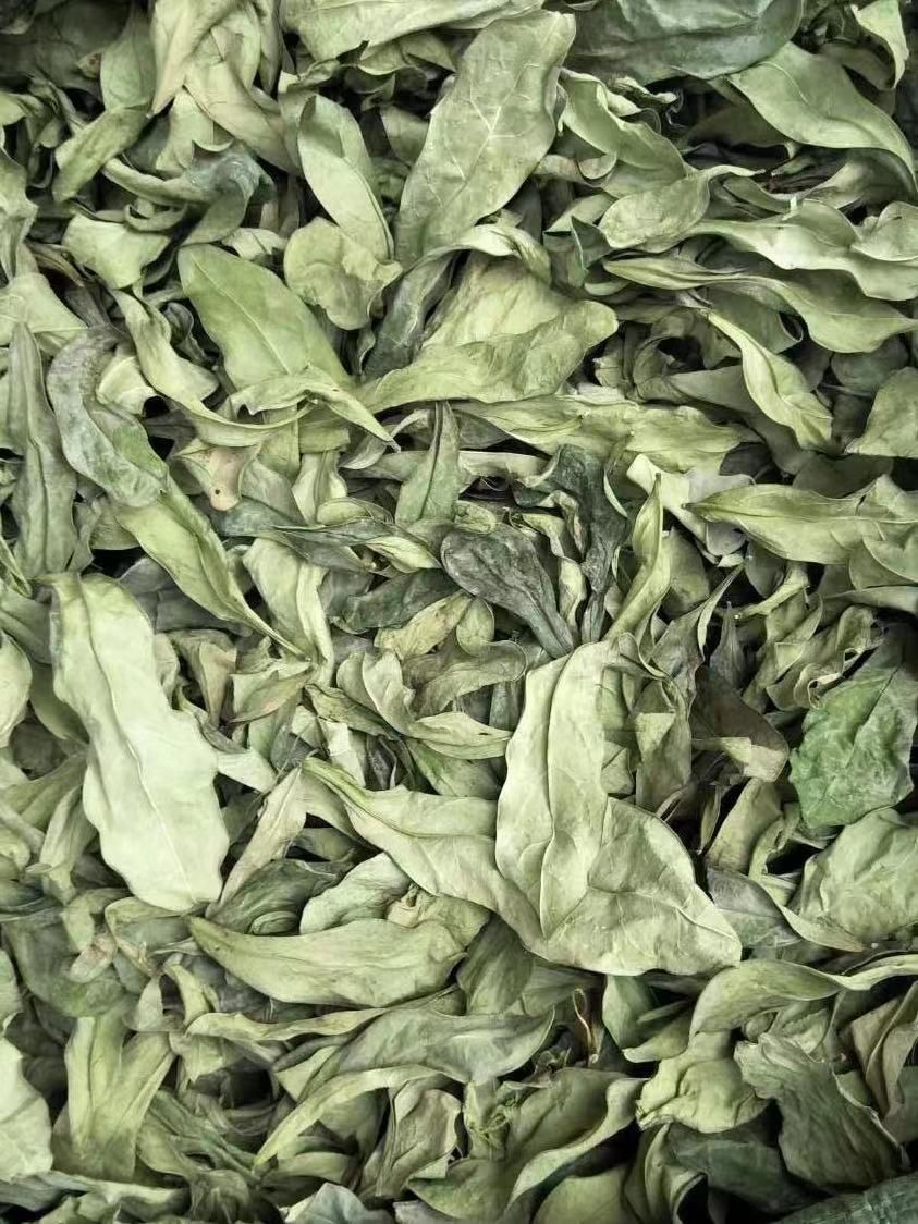 长期供应｛龙利叶｝可批量可零售量大从优【包邮】