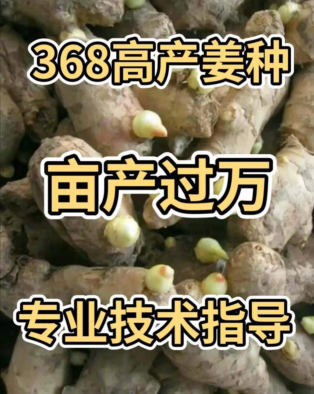 潼关县精品大黄姜，二黄姜，小黄姜，产地一茬高产姜种大量供应