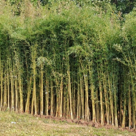 淮安青皮竹 基地直销竹苗，紫竹，青竹，淡竹，早园竹，金镶玉，黄金竹，黄槽