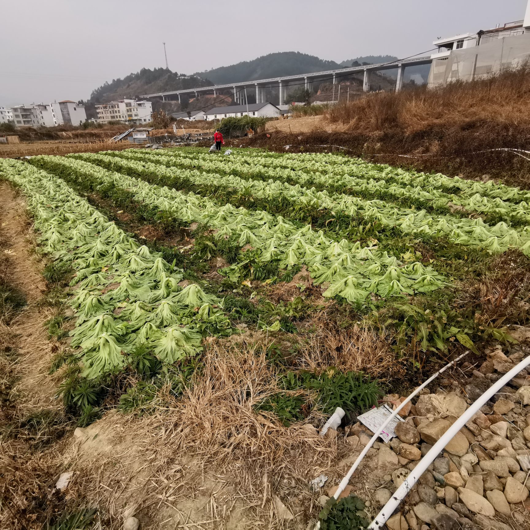 咸菜心开胃下饭桶装老坛发酵开胃下粥酱腌菜