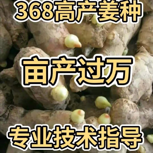 精品大黄姜，二黄姜，小黄姜，产地一茬高产姜种大量供应